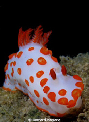 Nudi... by Bernard Maglana 